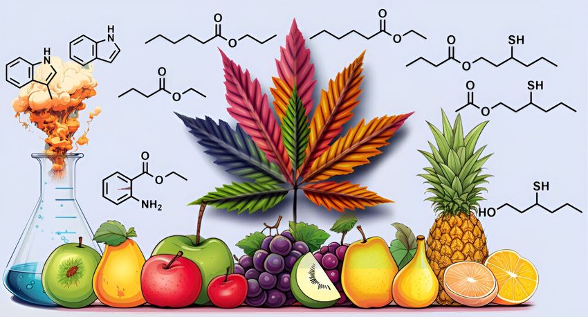  A closer look at the compounds and molecules involved in giving cannabis its unique scent