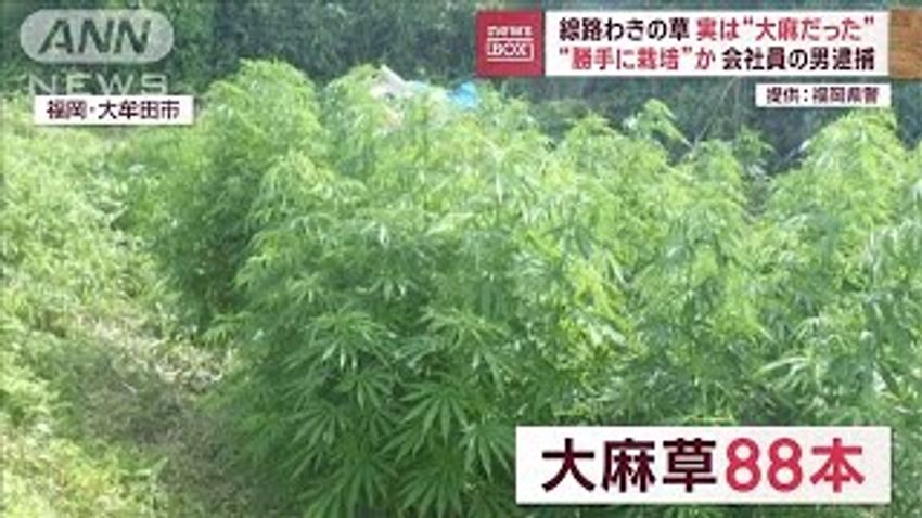 Grass along train tracks turns out to be marijuana