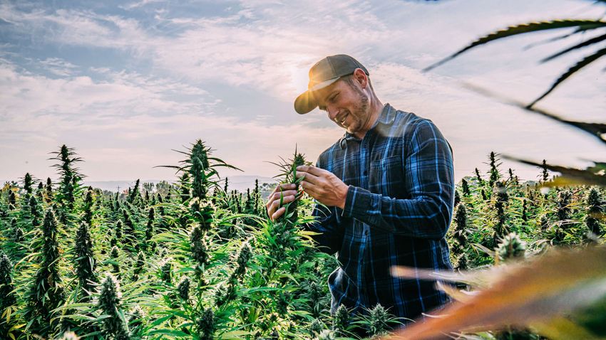 Cannabis stocks are down, but ‘legalization is inevitable’: expert