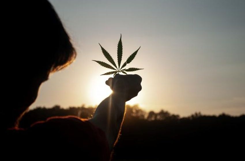  Legalisation of limited cannabis possession, use and cultivation proposed