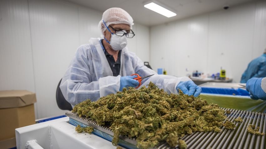 Demand is high for Tasmanian medicinal cannabis, with more than a million scripts written since it was legalised