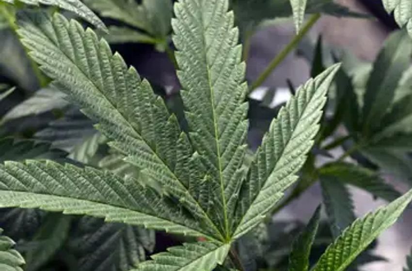  First case of cannabis worker dying on job from asthma attack reported in U.S