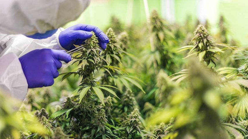  Medicinal cannabis producers face hurdles getting products approved for sale without a prescription