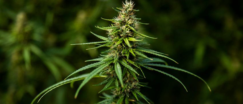 Weed Advocates Are Ramping Up Lobbying Efforts And Notching Wins