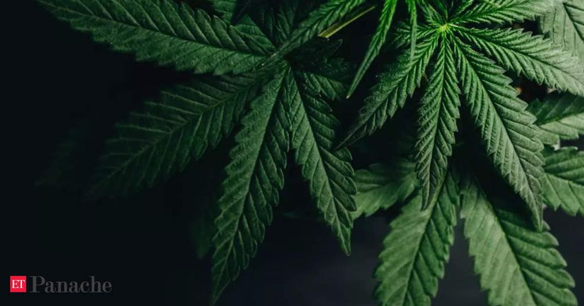  Cannabis & empathy: Study shows regular users might have greater emotional understanding