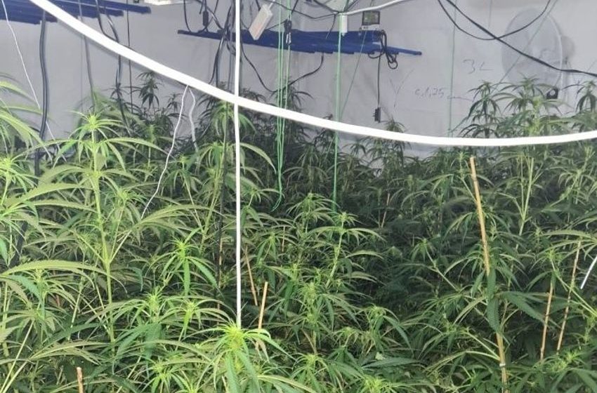  Gardaí arrest two men (20s) following seizure of cannabis plants worth over €195k in Co Cavan