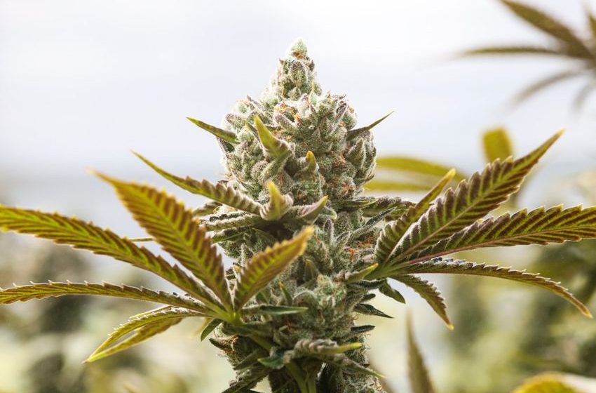 Opinion: Colorado church says alcohol is fine but cannabis is “disastrous” in a deeply flawed pastoral letter