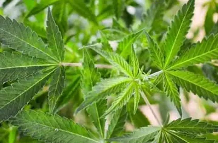  Senator Pushes DEA To Act With ‘Great Urgency’ To Reschedule Marijuana