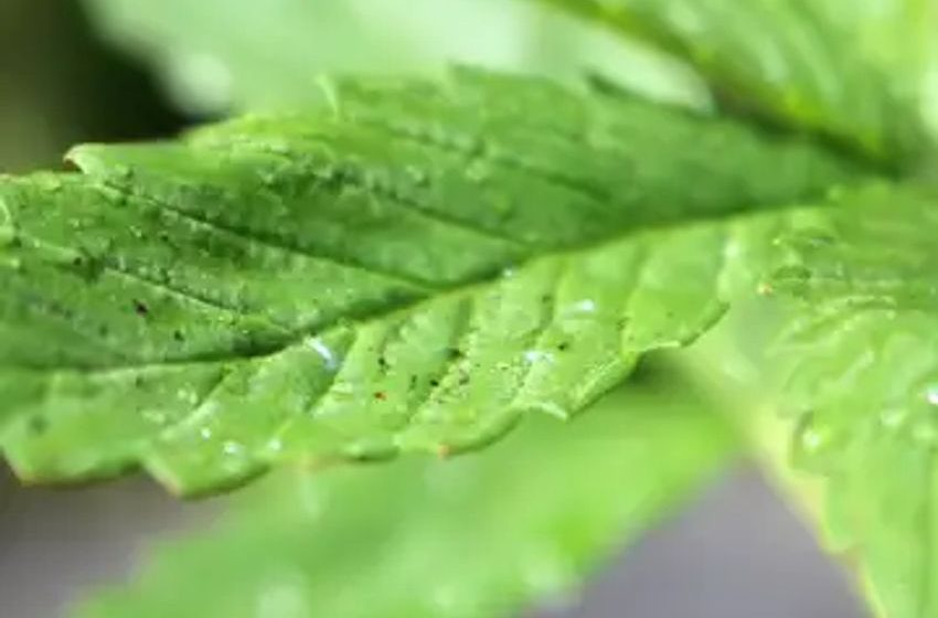 3 Underperforming Cannabis Stocks You Better Not Be Buying