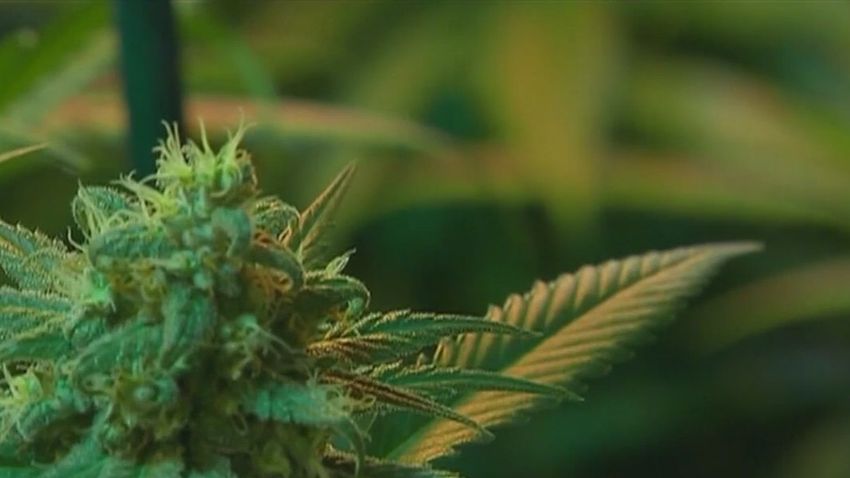 AZ health officials announce marijuana recall