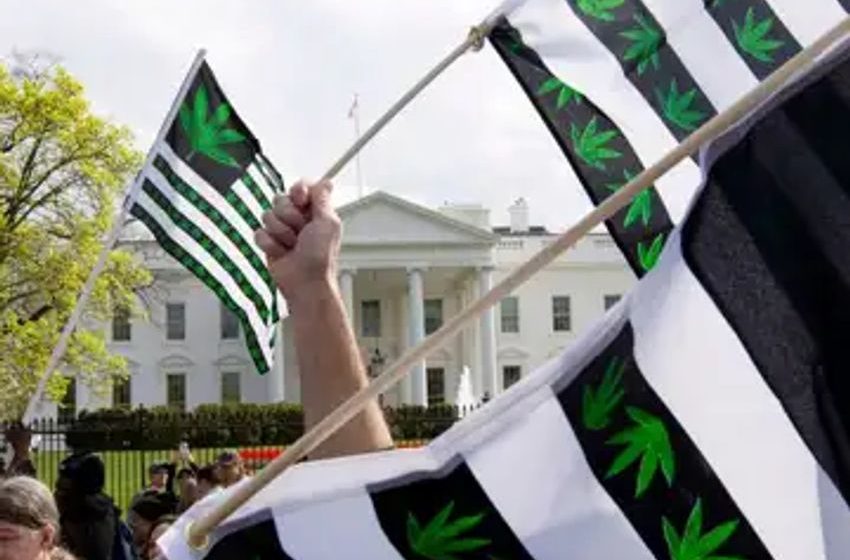 Poll signals more bullish cannabis sentiment as stocks end the week with gains
