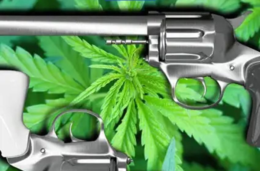  DOJ Wants Firearms Ban For Cannabis Users, Maine’s Tainted Medical Marijuana And More Updates