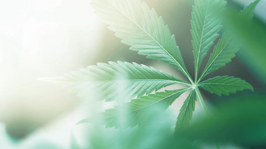  Public Support for Marijuana Legalization Achieves Historic High