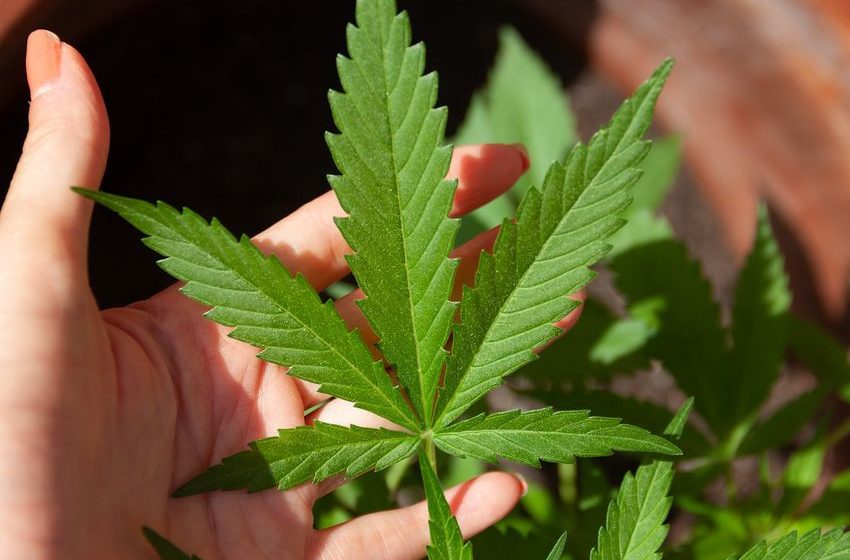  Regular Marijuana Use Linked To Elevated Risk Of Heart Attack, Stroke