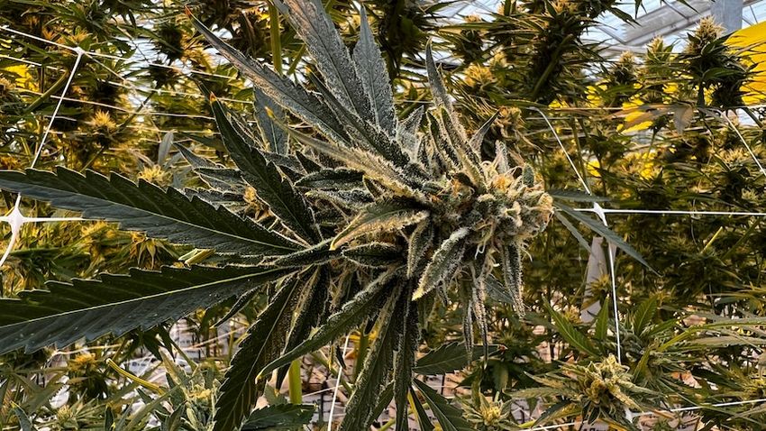 Corporate weed: Is big business going to take over from drug dealers in Australia?