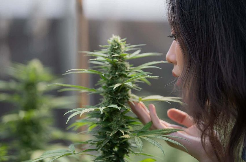  Why cannabis smells like skunk – and how that could soon change