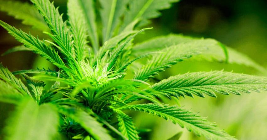 Studies find marijuana use can raise risk of heart attack, heart failure, stroke
