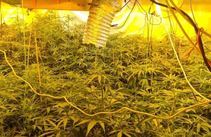  Large growhouse found at residence in Cavan, over 200 cannabis plants seized