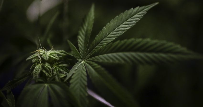 Why Biden’s latest move on marijuana pardons matters