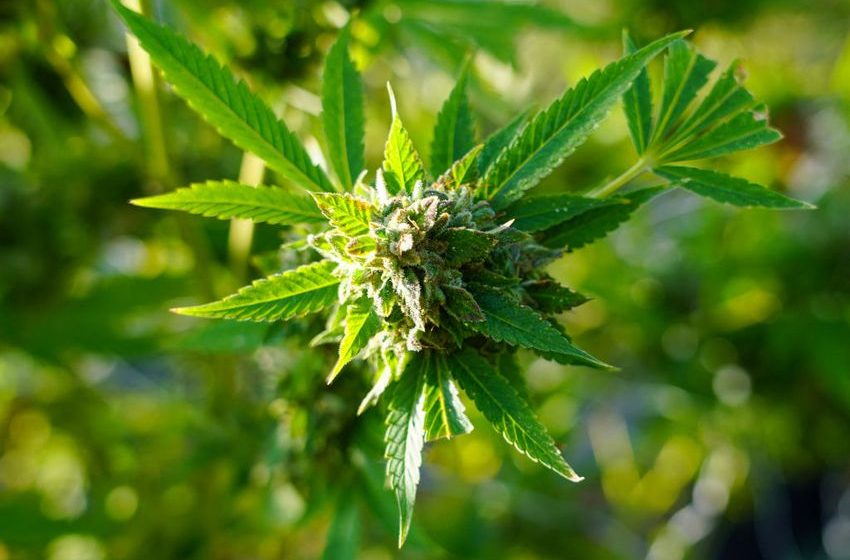 Where Marijuana Laws Stand in the U.S. as Biden Pardons Thousands