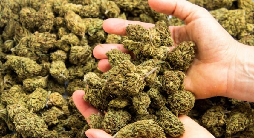  NDLEA intercepts Niger-bound cannabis in Kwara