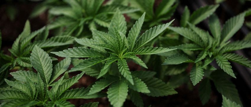  ANGELOS: It’s Time For Marijuana Policies To Reflect The Will Of People
