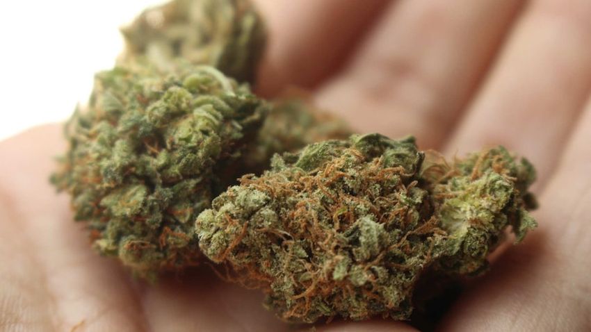 Rise in medicinal cannabis clinics with dedicated GPs caters to exponential growth in legal drug use