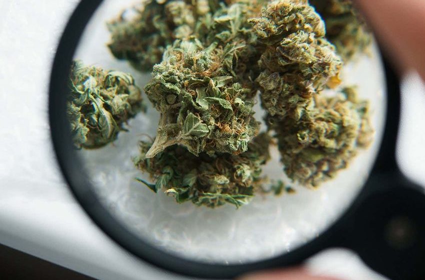  Inside the secretive cannabis lab that makes futuristic weed