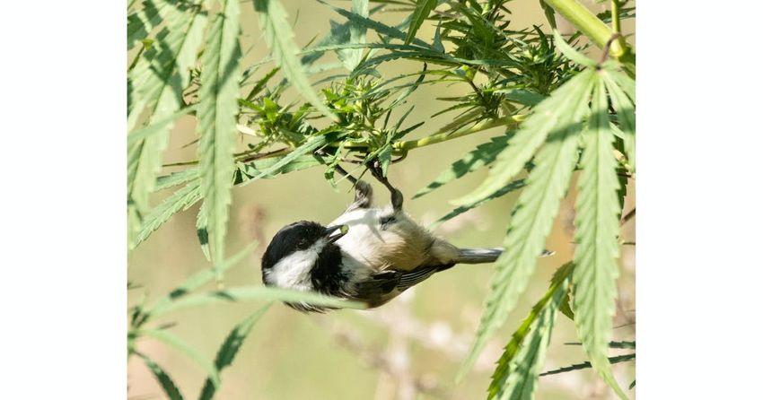  Birds may be getting high on ‘weed’