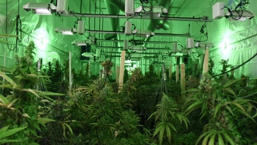  Cryptocurrency used to launder profits from multimillion-dollar cannabis trafficking scheme in Manitoba: RCMP