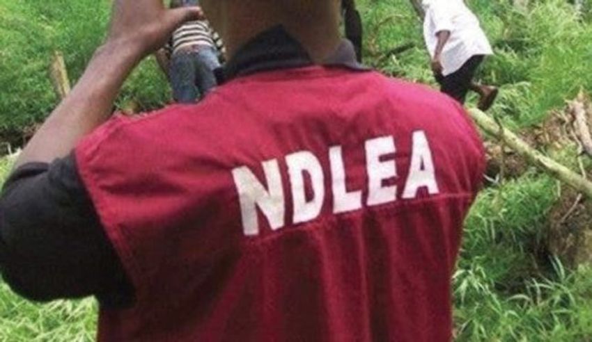  Kaduna NDLEA seizes 1,458.7kg drugs, arrests 103 suspects