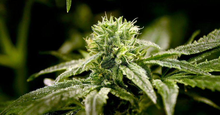  Biden to issue pardons for certain marijuana offenses
