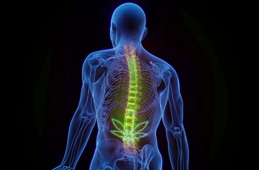  Cannabis can relieve pain short-term, but we still don’t know how