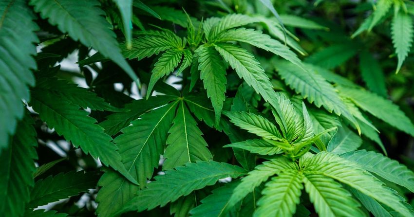  Marijuana use during pregnancy linked to low birth weight, study finds