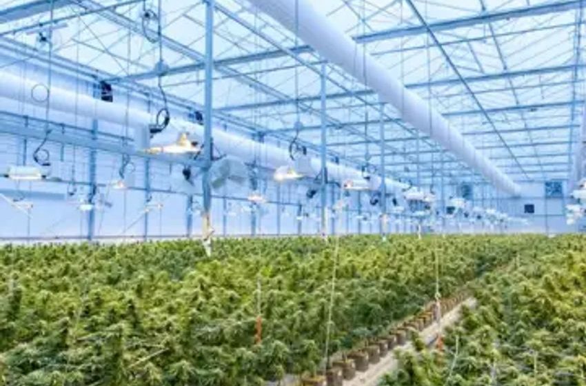  This Cannabis Producer Reports It Is Able to Deliver Some Of The Highest Quality Product To Market At Some Of The Most Competitive Prices