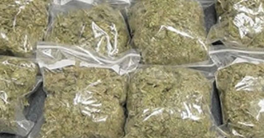  NDLEA nabs Sokoto Indian hemp farmer