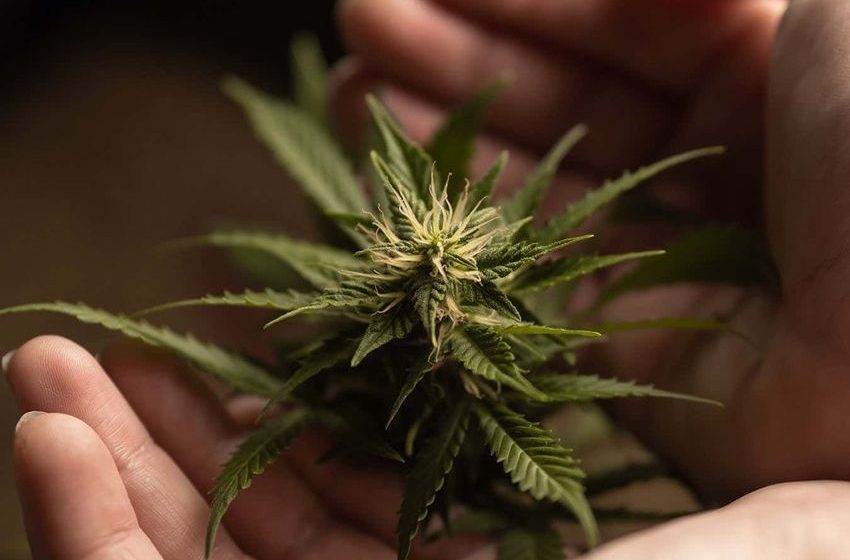  Everything you need to know about the way cannabis affects your brain