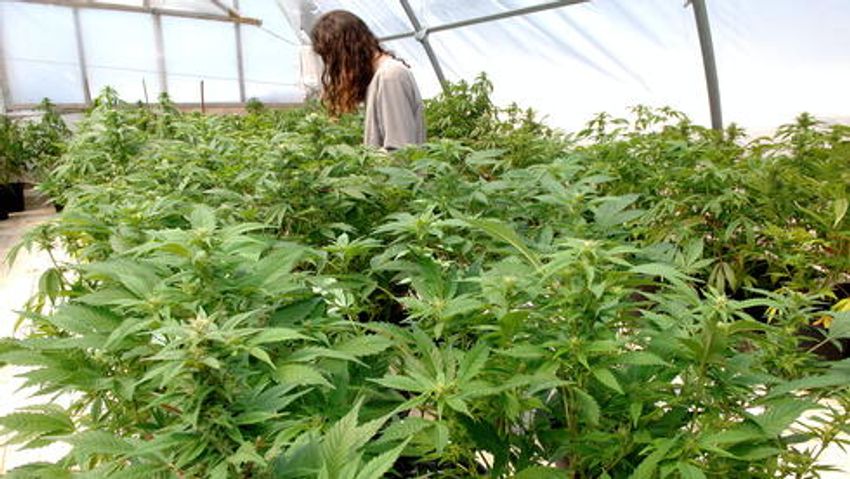 High hopes: Israelis volunteer to save cannabis farms amid Gaza war
