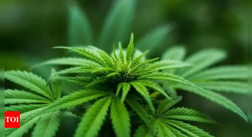 Ukraine legalises use of Marijuana to help treat trauma of war