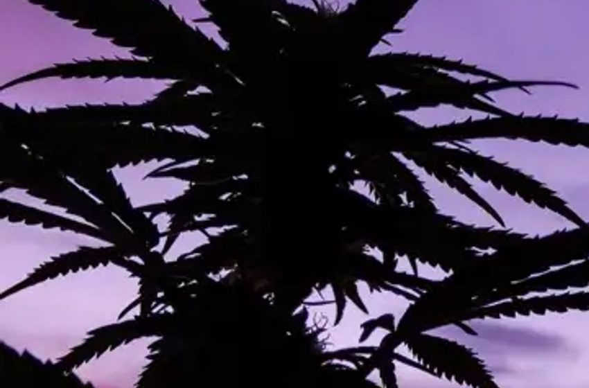  Cannabis Chart Of The Week: Who Are The Strongest MSO Credits And How Are They Trending?