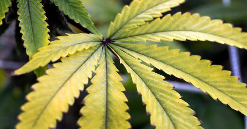  Indiana remains ‘an island of prohibition’ as surrounding states legalize pot