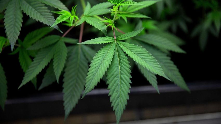 Biden Will Pardon 11 People Serving ‘Disproportionately Long’ Sentences For Marijuana Offenses