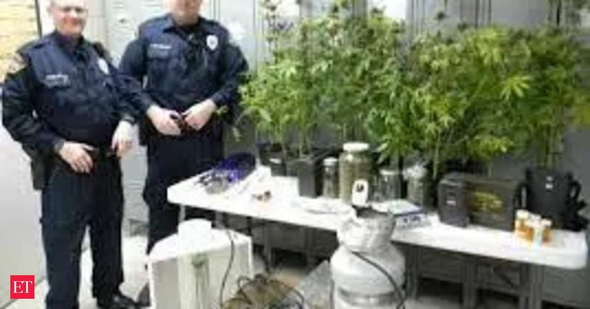  US: Tennessee Police unearths largest marijuana grow operation. Know in detail