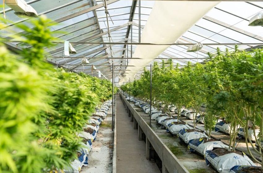  Meet The Strongest Cannabinoid: A Comprehensive Guide To THCv