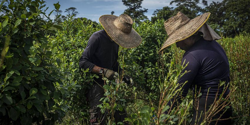  Colombia Has an Alternative to the Drug War