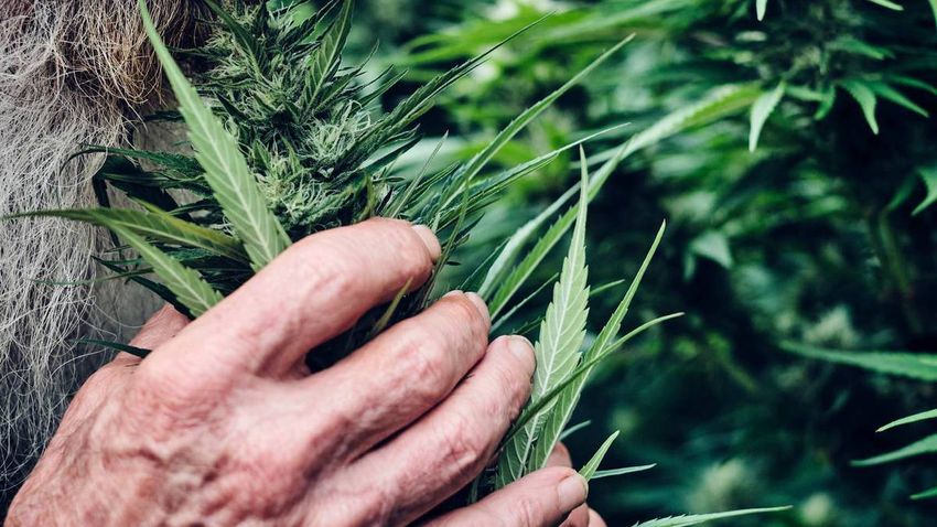  Medicinal cannabis company trialling substitute for sleep and pain medication in aged care facilities