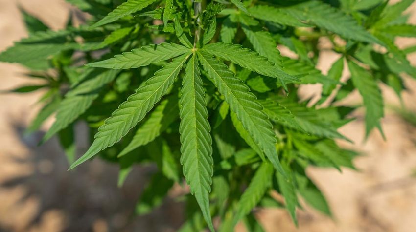 Pardons for Pot Users Leave Dangers in Their Wake