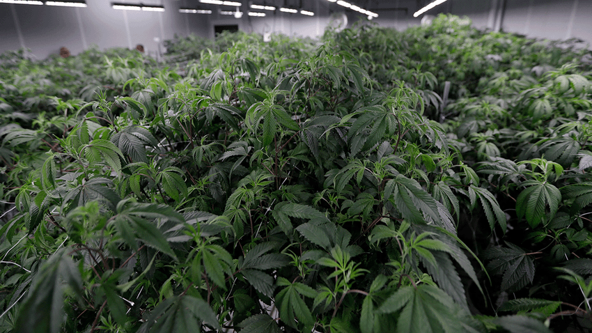 Ohio residents navigate ‘marijuana limbo’: Legal to grow and possess, but buying prohibited