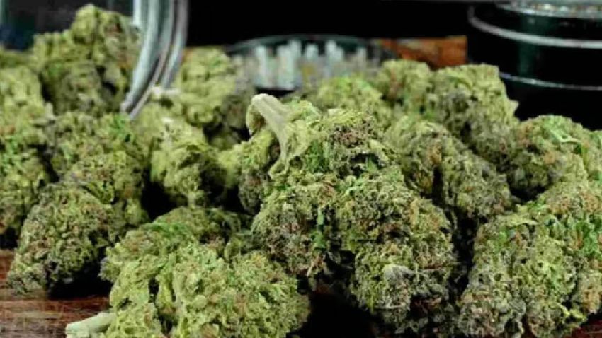  Assam: Cannabis worth Rs 3 crore seized near Tripura border