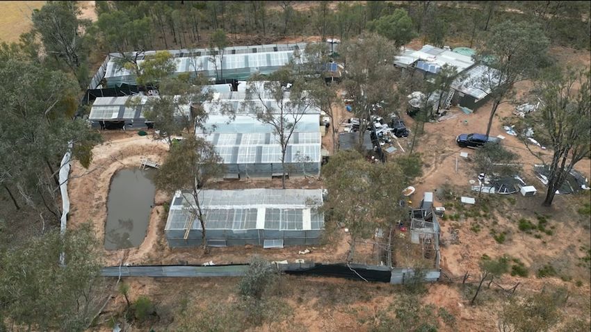  Police drop from the sky to destroy $11m in cannabis operations on remote properties